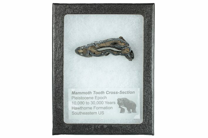 Mammoth Molar Slice With Case - South Carolina #291069